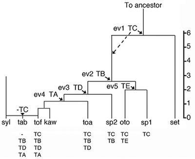 Natural Agrobacterium Transformants: Recent Results and Some Theoretical Considerations